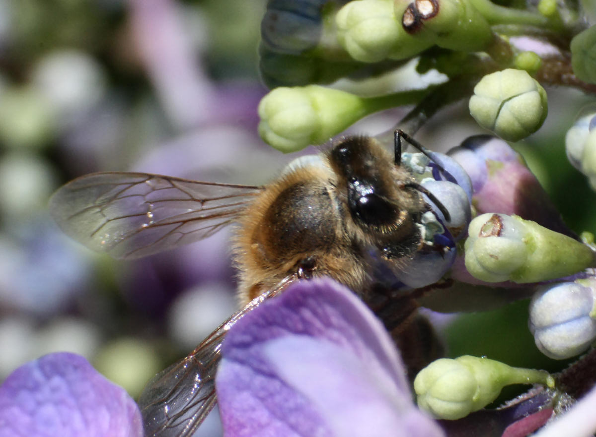 Apis mellifera ??